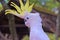 Sulphur crested cockatoo bird portrait