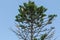 Sulphur crested cockatoo birds perching on pine tree