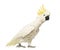 Sulphur-crested Cockatoo, Cacatua galerita, 30 years old, with crest up