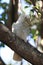 sulphur-crested cockatoo & x28;Cacatua galerita& x29;,queensland australia