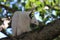 sulphur-crested cockatoo (Cacatua galerita),queensland australia