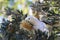 sulphur-crested cockatoo (Cacatua galerita),queensland australia