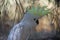 Sulphur Crested Cockatoo With Crest