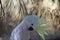 Sulphur Crested Cockatoo With Crest UP