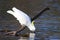 Sulphur-crested Cockatoo drinking