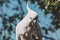 Sulphur-crested cockatoo eating fruits from a tree