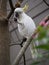 A sulphur-crested cockatoo eating lunch Sydney in winter