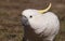 Sulphur Crested Cockatoo feeding on grass seeds