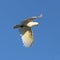 Sulphur-crested Cockatoo Flying while Squawking Against Blue Sky