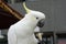 Sulphur crested cockatoo holding scavenged cafe food in its claw