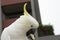 Sulphur crested cockatoo holding scavenged cafe food in its claw