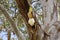 Sulphur-crested Cockatoo pair nestled in an Australian gumtree