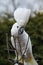 Sulphur-crested Cockatoo Parrot dancing on some tree