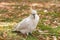 Sulphur crested Cockatoo Parrot in Sydney Park. Royal Botanic Gardens. Closeup