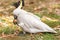 Sulphur crested Cockatoo Parrot in Sydney Park. Tourist feeding in Royal Botanic Gardens