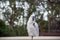 Sulphur-crested cockatoo seating on a fence eating bread. Urban wildlife. Don`t feed wild animals