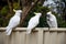 Sulphur-crested cockatoo seating on a fence and eating piece of pasta. Urban wildlife.