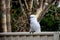 Sulphur-crested cockatoo seating on a fence. Urban wildlife