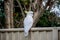 Sulphur-crested cockatoo seating on a fence. Urban wildlife