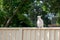 Sulphur-crested cockatoo seating on a fence. Urban wildlife