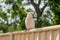 Sulphur-crested cockatoo seating on a fence. Urban wildlife