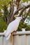 Sulphur-crested cockatoo seating on a fence. Urban wildlife