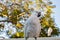 Sulphur-crested cockatoo seating on a fence. Urban wildlife