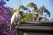 Sulphur-crested cockatoo seating on a roof near beautiful purple blooming jacaranda tree. Australian urban wildlife