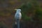 Sulphur-crested cockatoo sitting on a farm fence