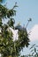 Sulphur crested cockatoo on top of tree branches eating fruits