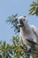 Sulphur crested cockatoo on top of tree branches eating fruits