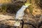 Sulphur-crested Cockatoo in Victoria Australia