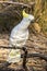 Sulphur-crested Cockatoo in Victoria Australia