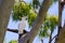 Sulphur-crested cockatoo, white body with yellow crest, on a tree branch in the wild, profile picture. Queensland, Australia, east
