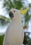 Sulphur-crested cockatoo - white parrot