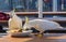 Sulphur-crested cockatoos - Lorne