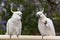 Sulphur-crested cockatoos seating on a fence eating bread. Urban wildlife