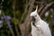 Sulphur-crested cockatoos seating on a fence eating bread. Urban wildlife