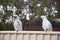 Sulphur-crested cockatoos seating on a fence eating bread. Urban wildlife. Don`t feed wild animals