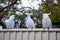 Sulphur-crested cockatoos seating in a row on a fence. Urban wildlife