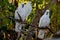 Sulphur-crested cockatoos seating on a tree. Urban wildlife