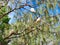 Sulphur-Crested Cockatoos in Tree, Sydney, Australia
