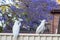 Sulphur-crested cockatos seating on a fence with beautiful blooming jacaranda tree background. Urban wildlife. Australian backyard