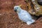 Sulphur-crested white Cockatoo, Cacatua galerita in Puerto de la