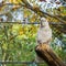 Sulphur crested white cockatoo sitting a tree branch, a popular pet in aviculture from Australia