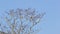 Sulphur-Crested White Cockatoos