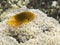 Sulphur Damsel above corals
