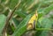 Sulphur knapweed moth, Agapeta zoegana on leaf