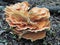 Sulphur polypore