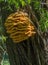 Sulphur polypore - Laetiporus sulphureus